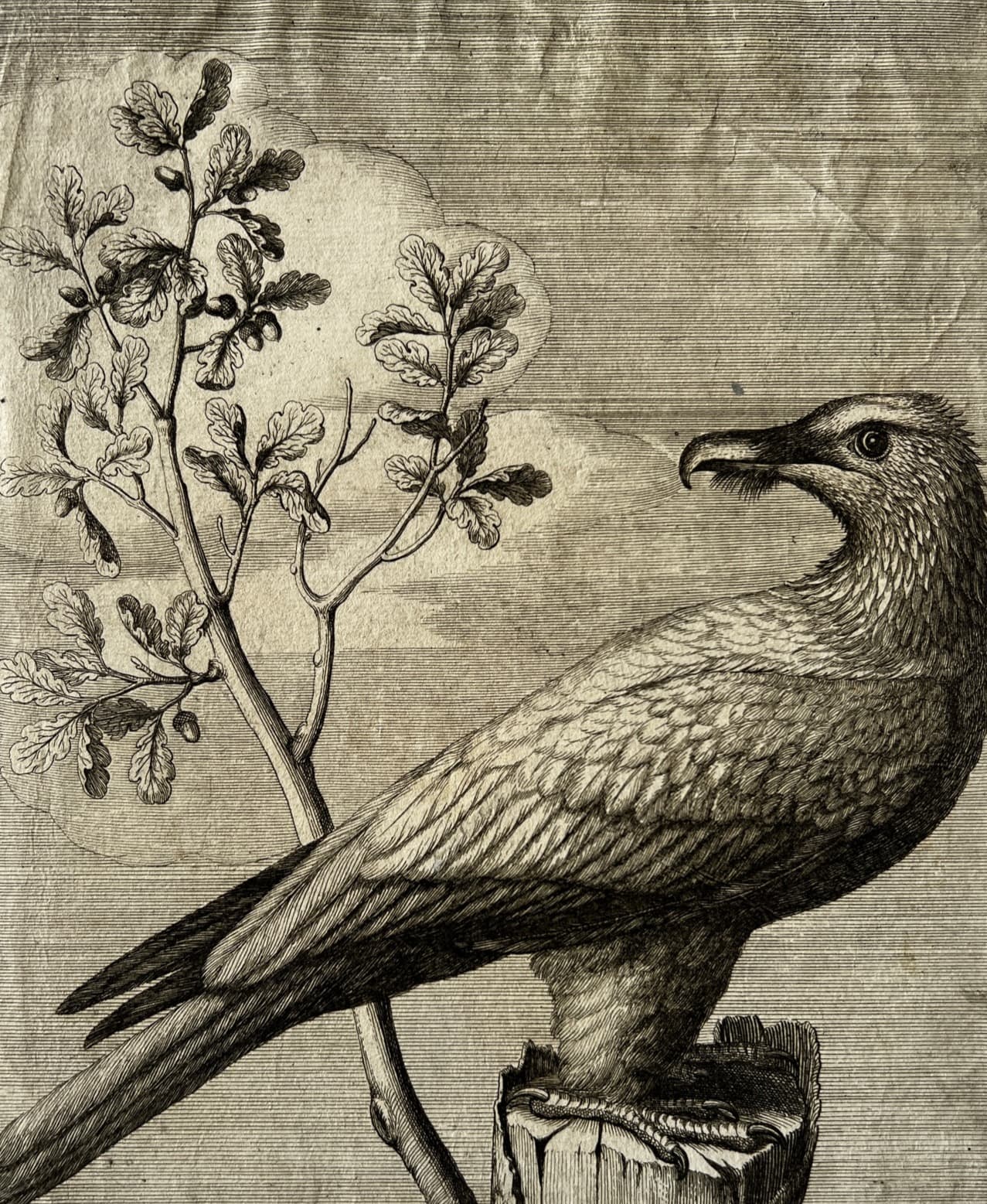 Nicolas Robert (1614-1685) Vautour Etching