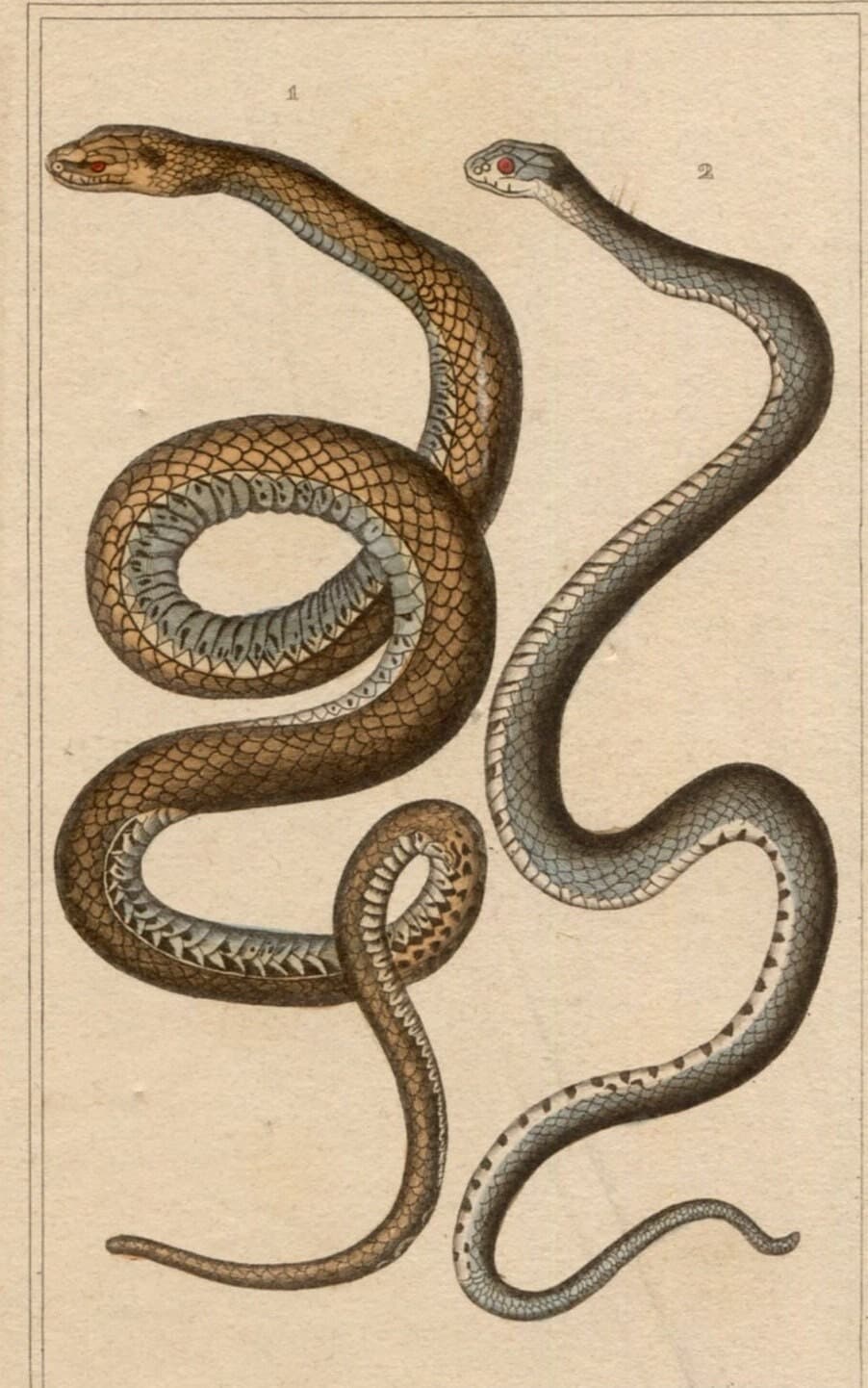 Antique Snake Illustration - Vintage Ophidiens Art - 19th Century Natural