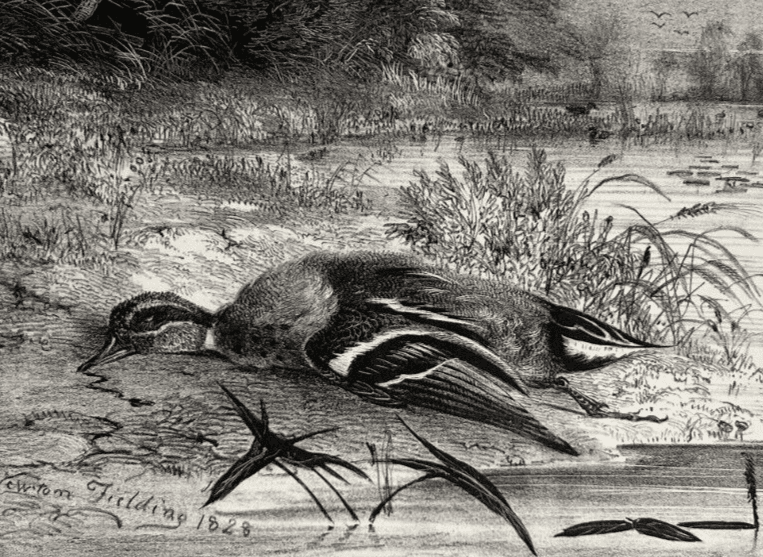 Antique Etching Original Newton FIELDING (1799-1856) Teal, Animal Bird, Duck image 1
