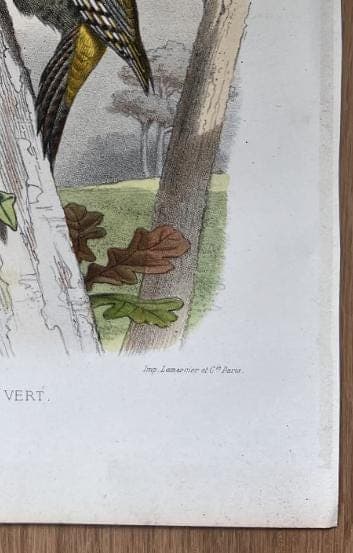 Vintage Ornithological Illustration by Edouard TRAVIES (1809-1869) Pic Vert image 7
