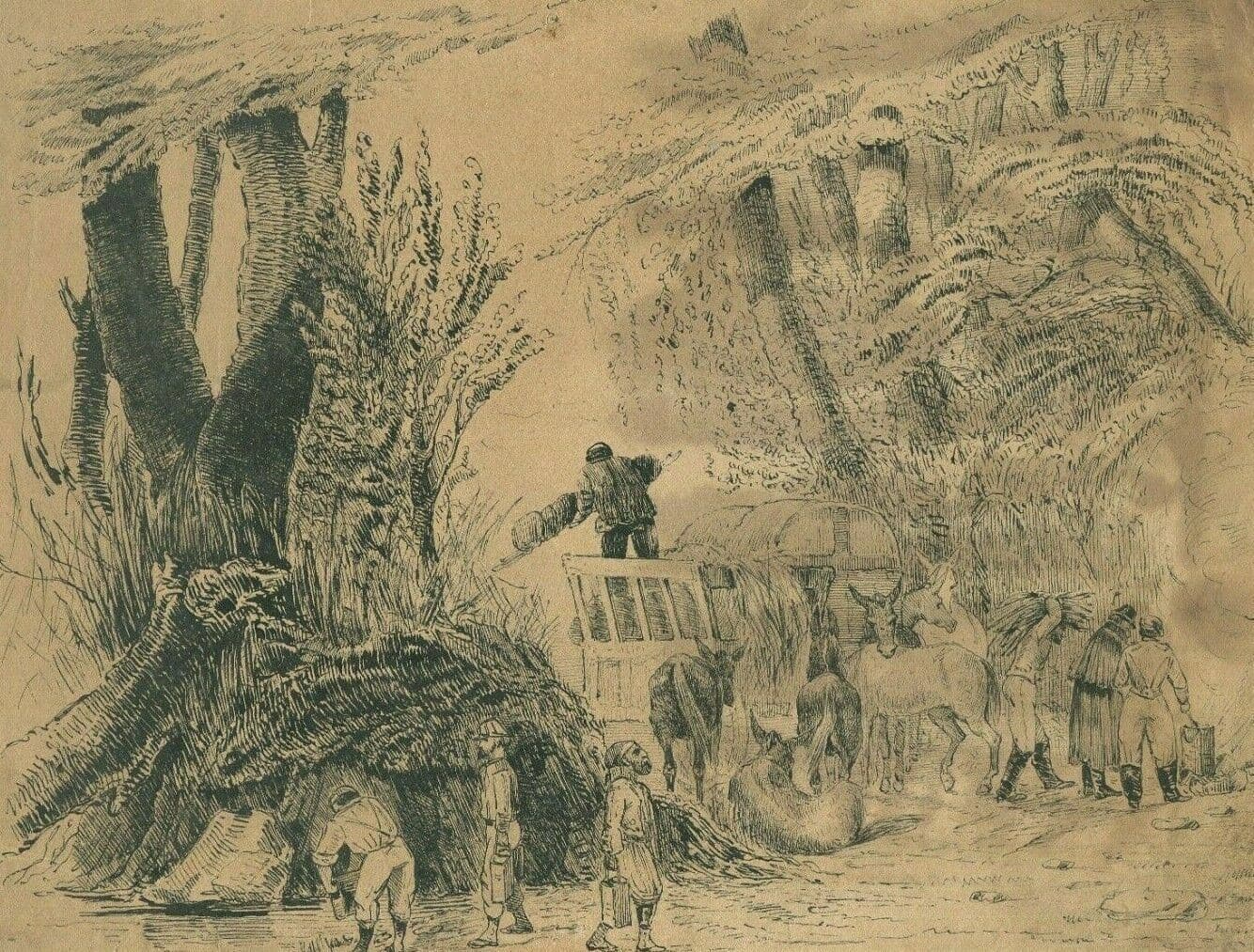 Drawing Animal, El-Arrouch, Algeria image 1