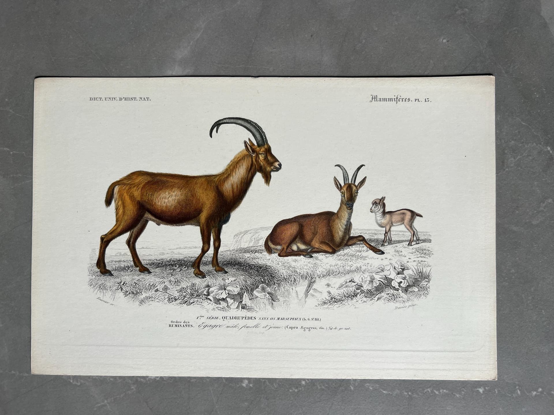 Antique Engraving of Goats and Ibex – 19th Century Art by Edouard TRAVIES