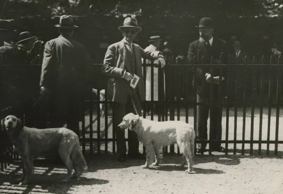 Vintage Original Dog Show Vintage Photograph