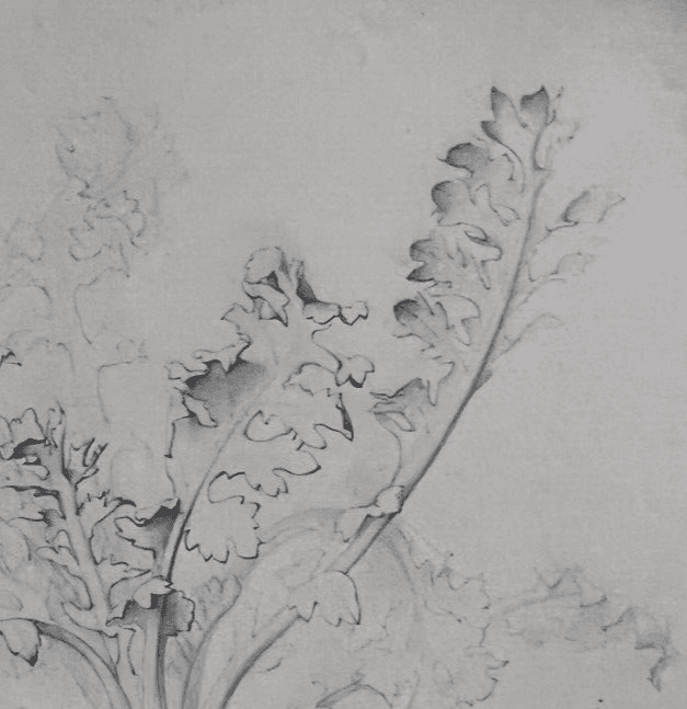 Antique Drawing Original Pencil 19th century Floral, Flowers 1850 Floral image 4