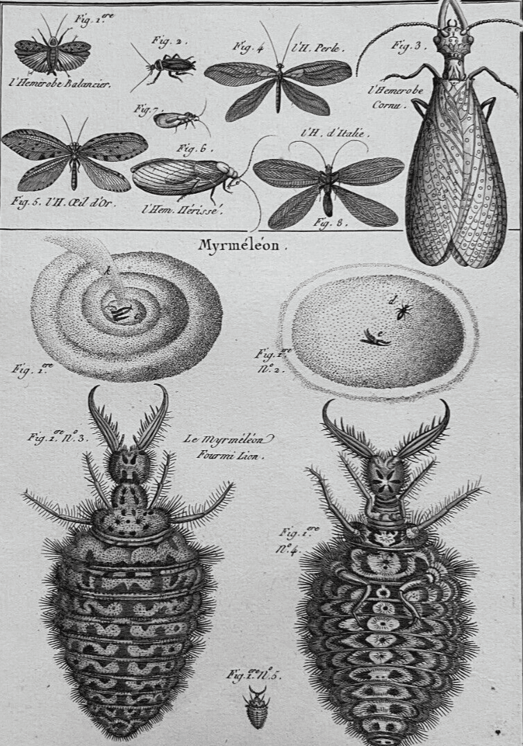 Antique Etching Hemerobes by Benard DIREXIT, Circa 1797