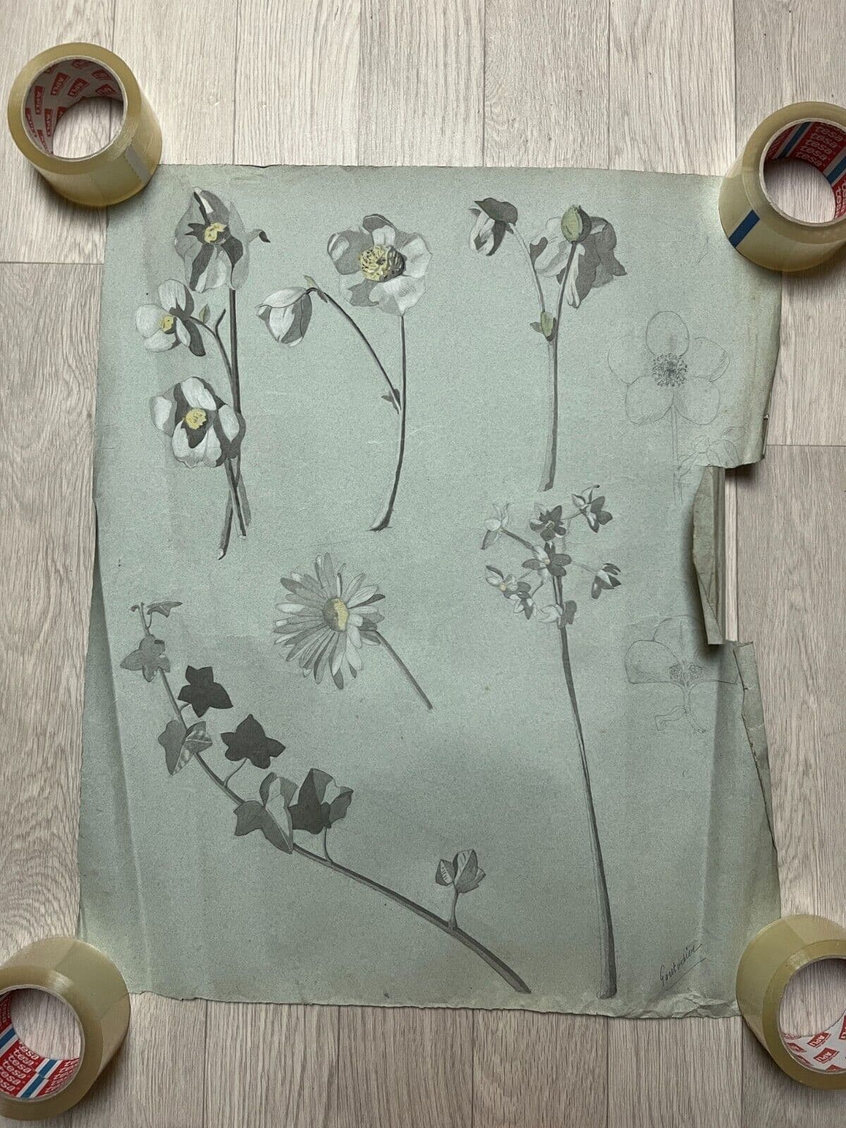 Antique Original Drawing Flowers, Floral, Still Life, Daisy image 5