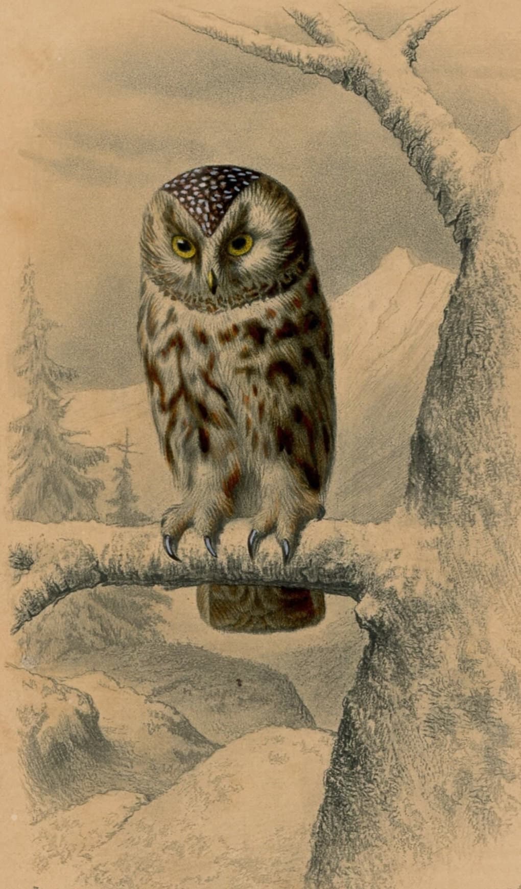 Antique Owl Illustration - Boreal Owl Art Print - Vintage Wildlife Artwork image 1