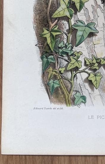 Vintage Ornithological Illustration by Edouard TRAVIES (1809-1869) Pic Vert image 6