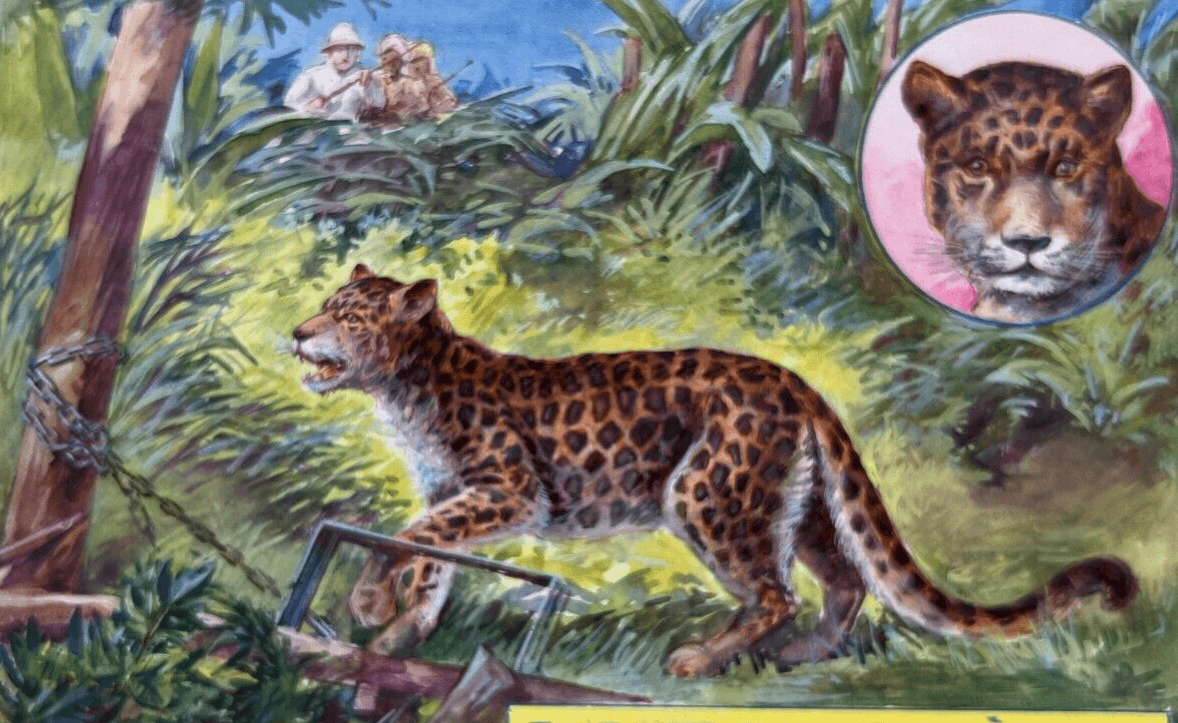 Drawing Gouache Illustration Panthers