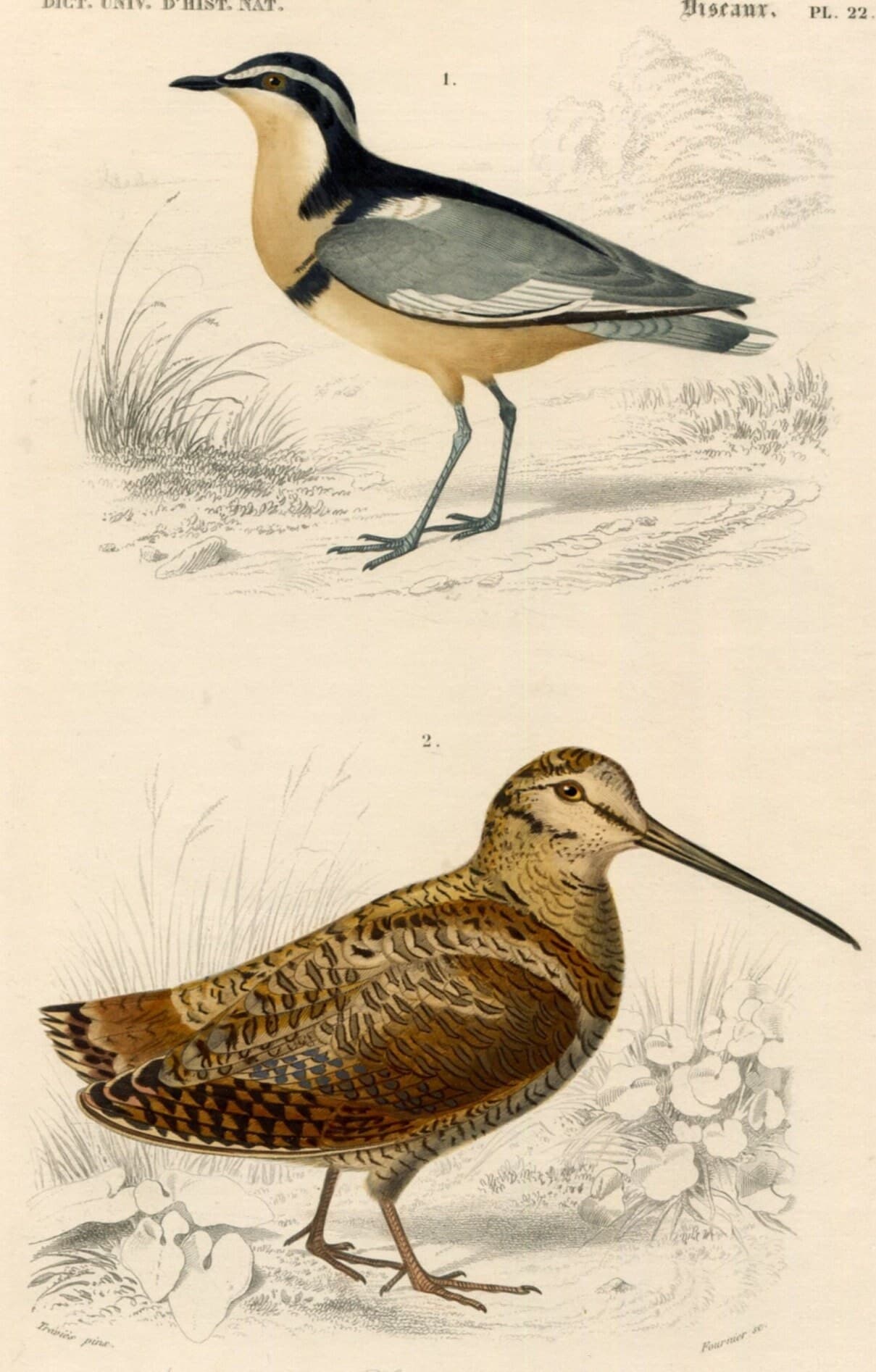 Antique Ornithology Print - Elegant Birds Illustration