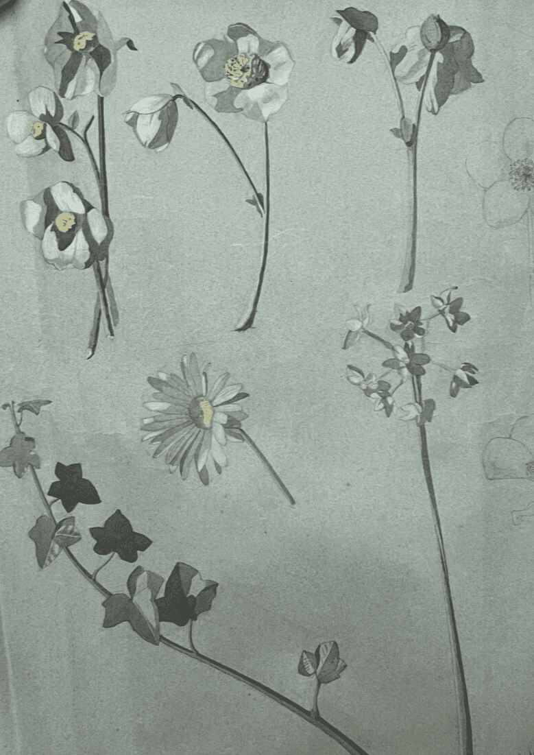 Antique Original Drawing Flowers, Floral, Still Life, Daisy image 1