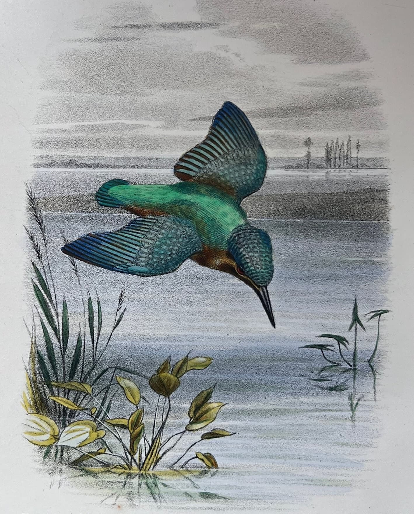 Antique Lithography Woodcock by Edouard TRAVIES (1809-1869) Kingfisher