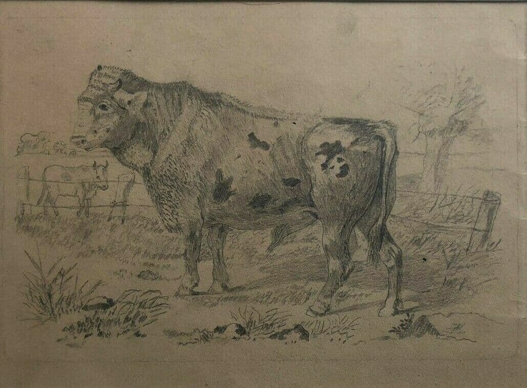 Drawing Cow, Animal, Bull