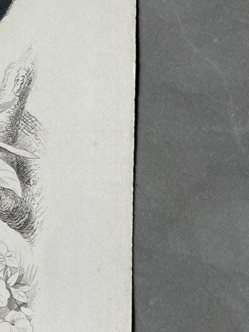 Antique Rodent Illustration - Squirrel & Hamster by Edouard TRAVIES (1809-1869) image 7