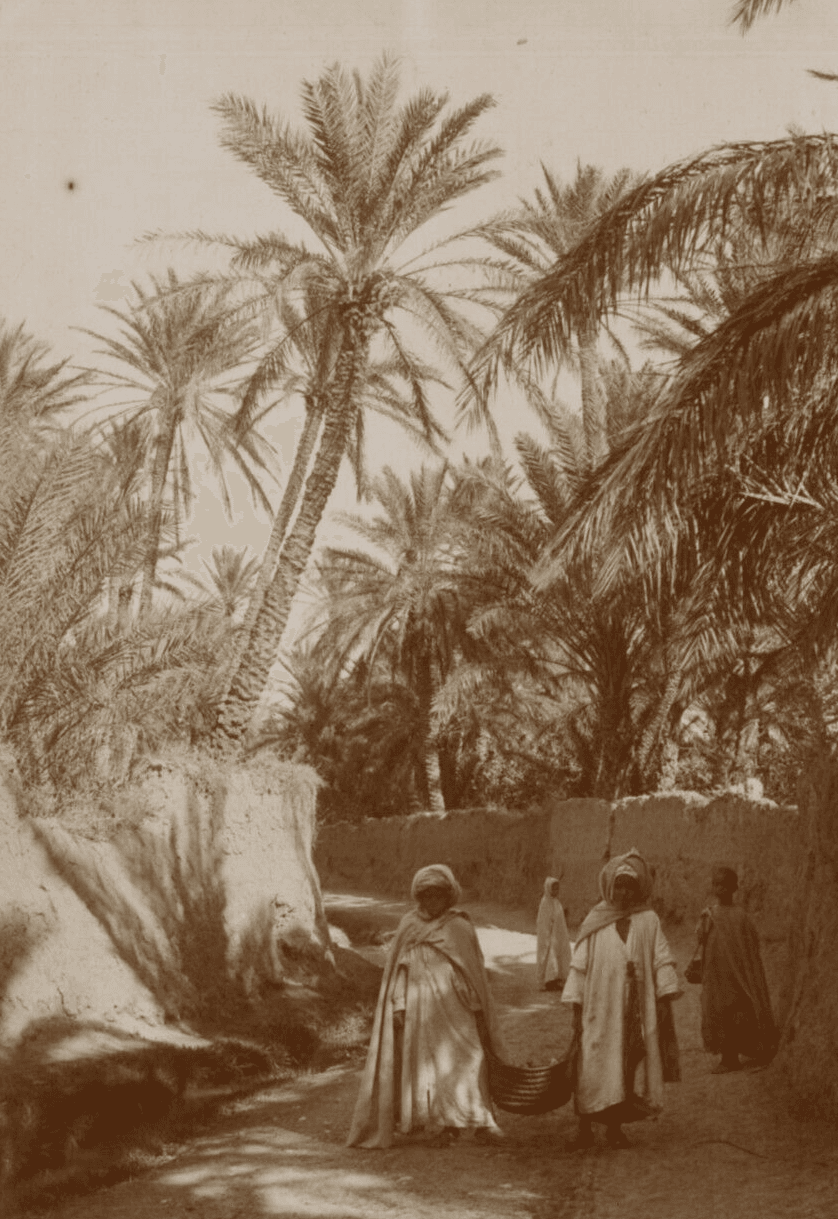 Vintage Photographs Orientalism Algeria, People, Palm Trees