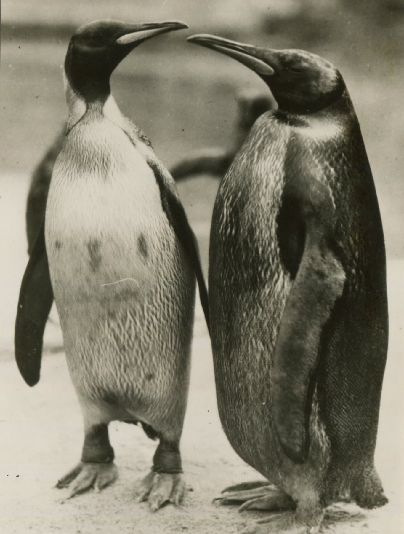 Penguins Vintage Photograph 1930' image 1