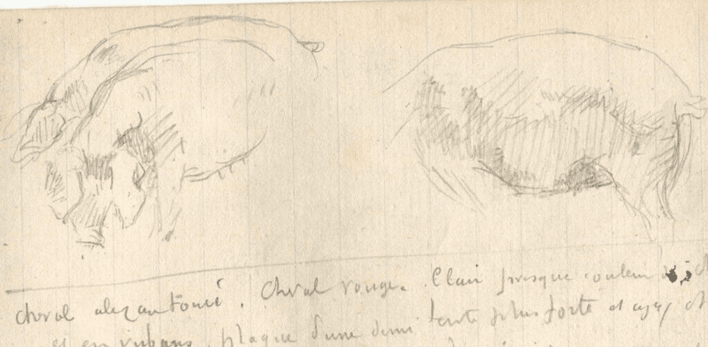 Vintage Pencil Original Drawing Text, Pig, Animals Sketch