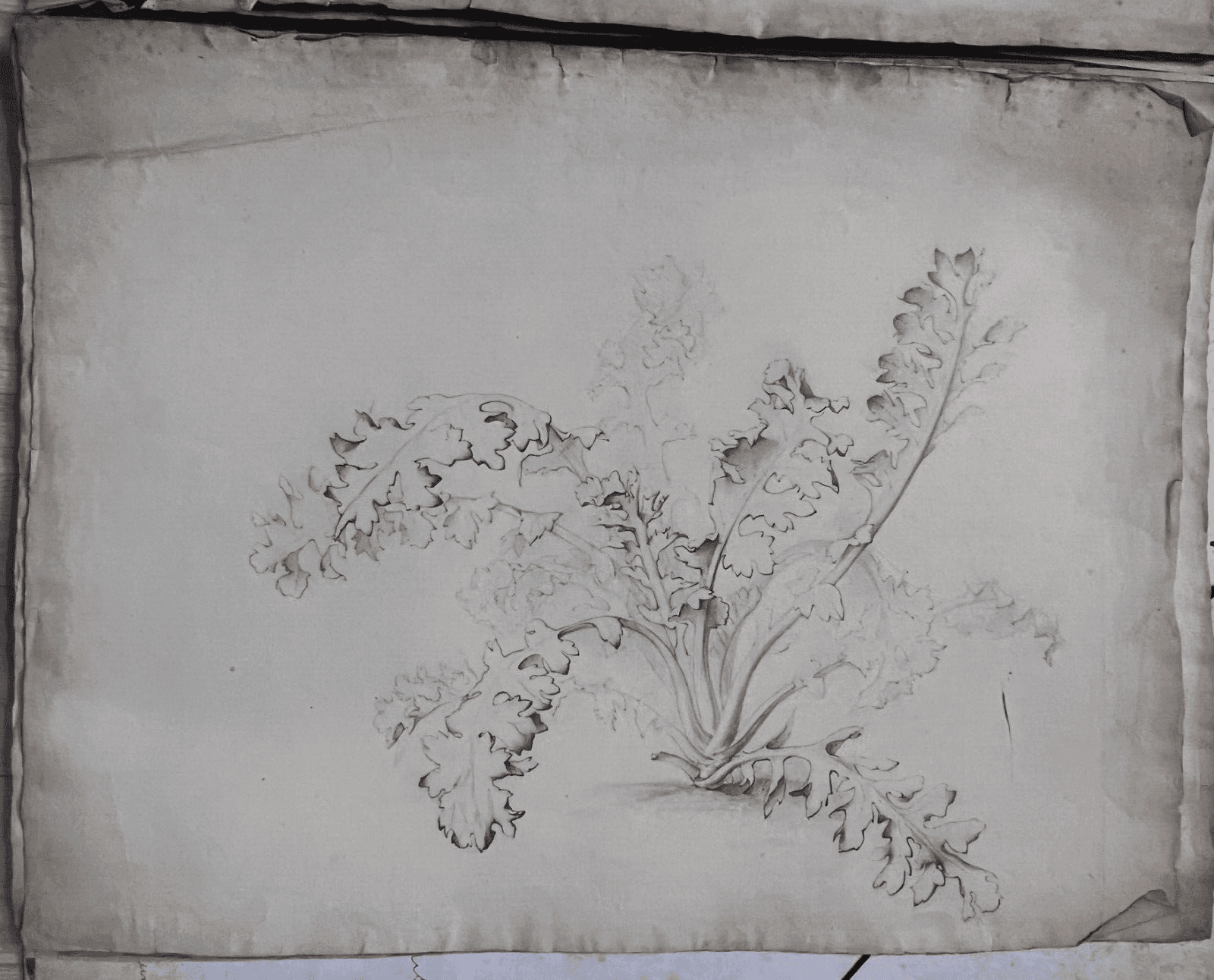 Antique Drawing Original Pencil 19th century Floral, Flowers 1850 Floral image 5