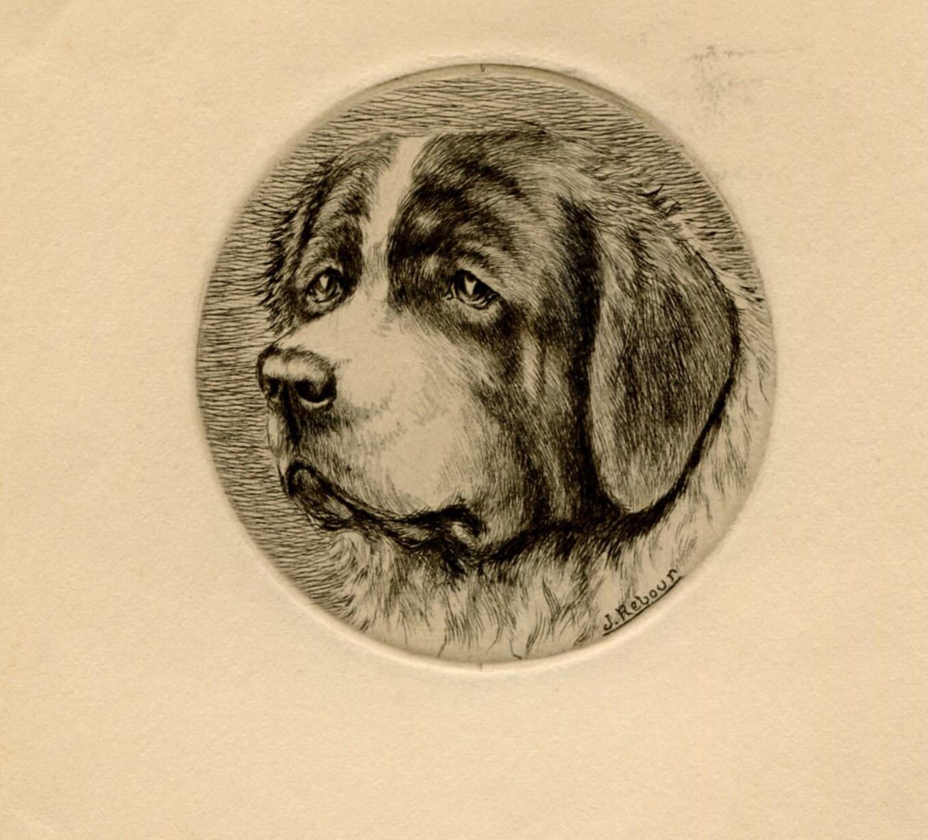Antique Dog Portrait Illustration - St. Bernard Head Study - 19th Century Animal image 1
