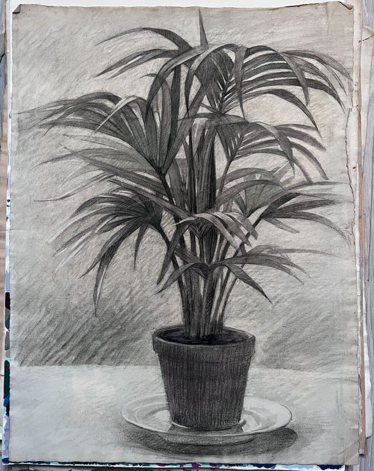 Antique Original Drawing Plants