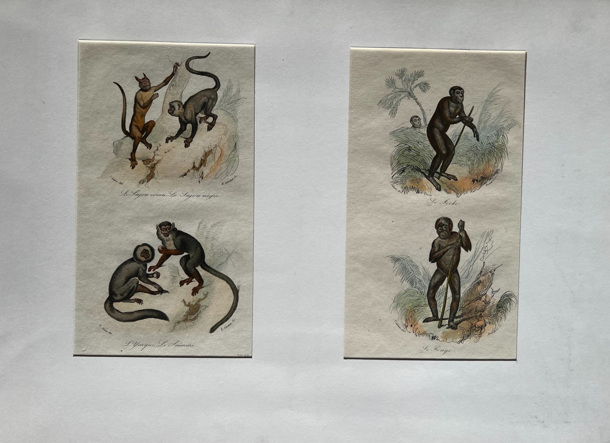 Antique Print Original Monkeys Playing image 3