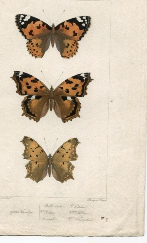 Antique Butterfly Illustration - Vintage Lepidoptera Art - 19th Century Natural image 6