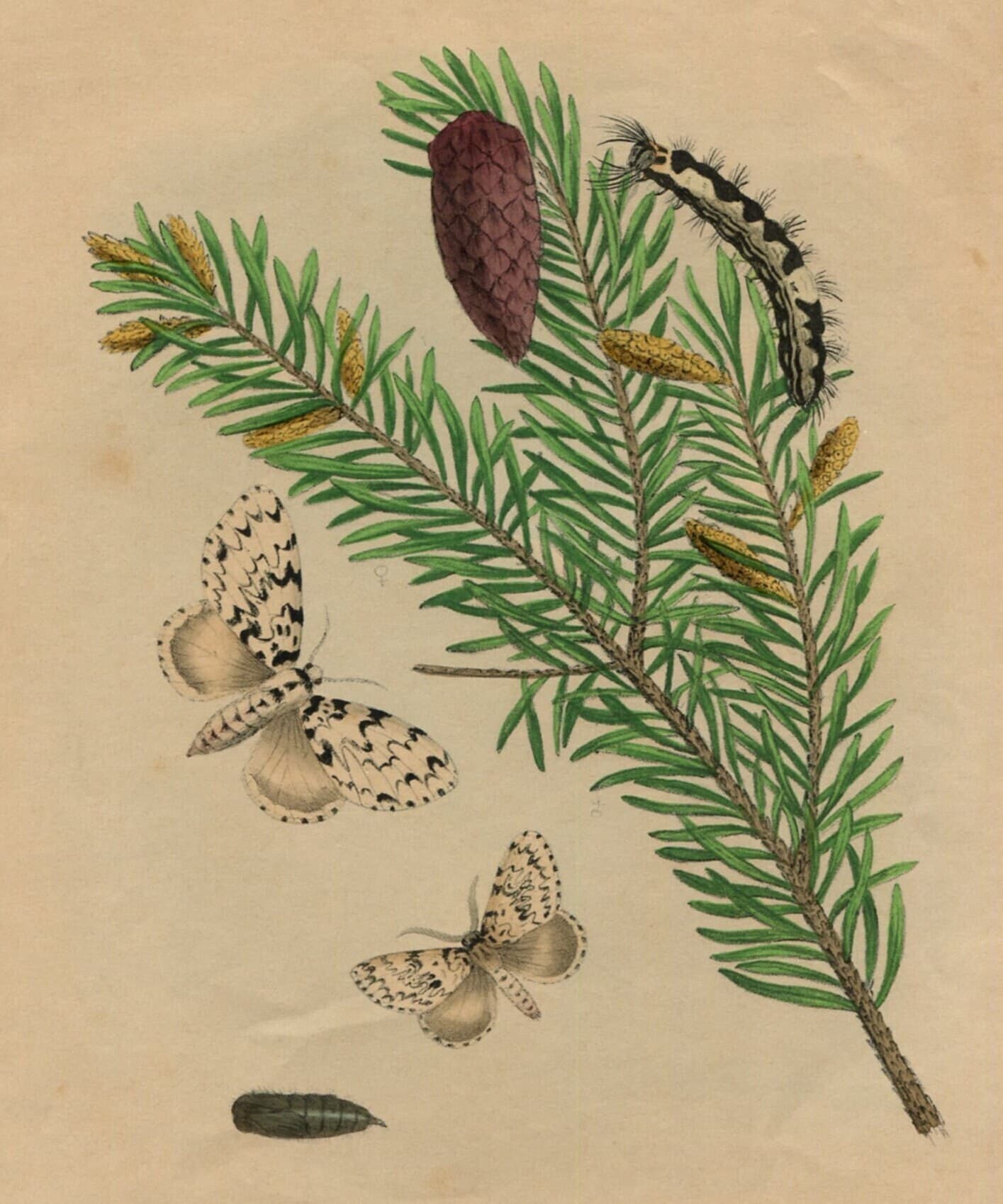 Antique Natural History Print - "Liparis Moine sur le Sapin Picea" (19th