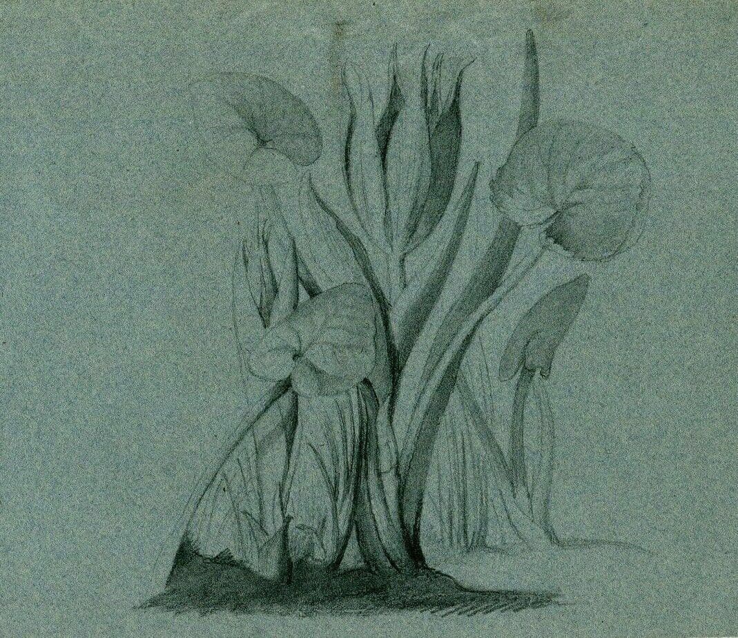 Drawing Flower on Blue paper