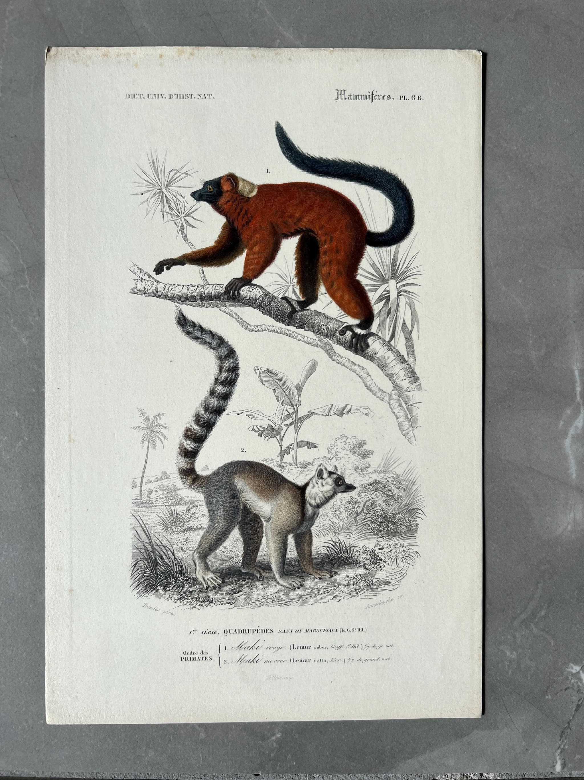 Antique Zoological Illustration of Lemurs (Lemuridae) by Edouard TRAVIES image 1