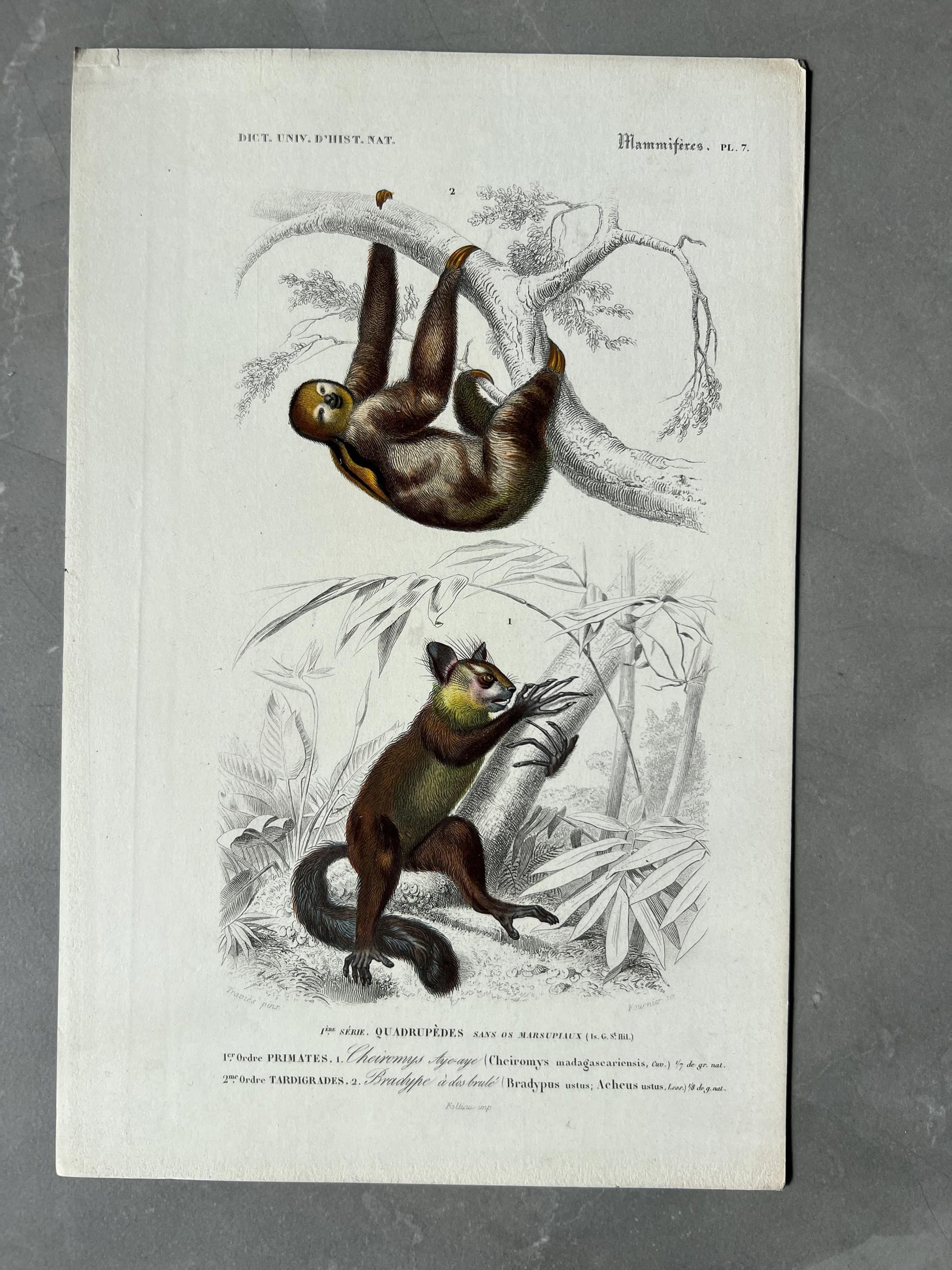 Vintage Illustration of Sloth and Aye-Aye by Edouard TRAVIES (1809-1869)
