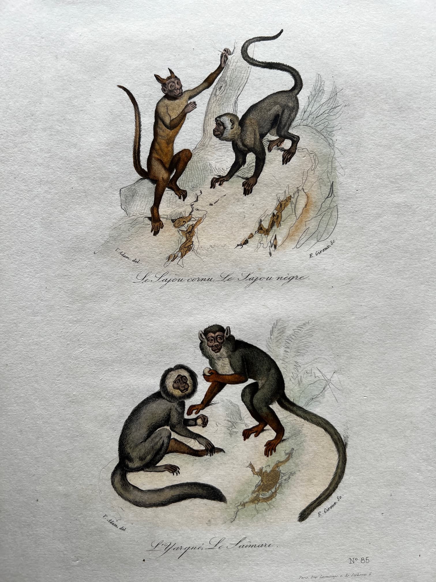 Antique Print Original Monkeys Playing image 1