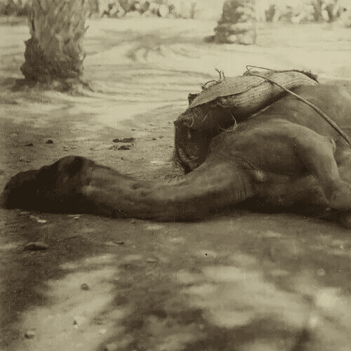 Vintage Photography Camel Sleeping, Algeria Albumen c.1870