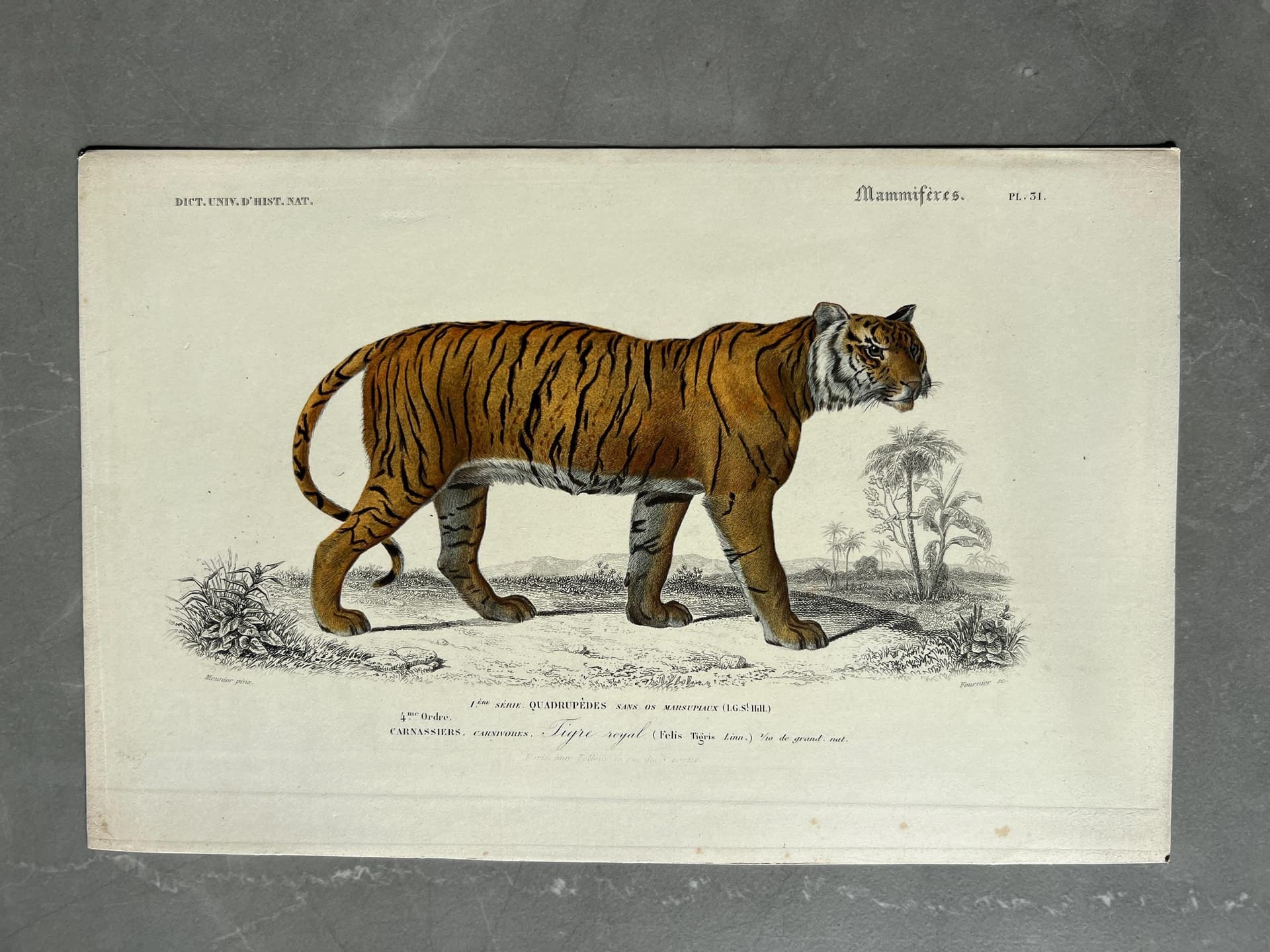 Antique Zoological Print - Tiger Illustration by Edouard TRAVIES (1809-1869)