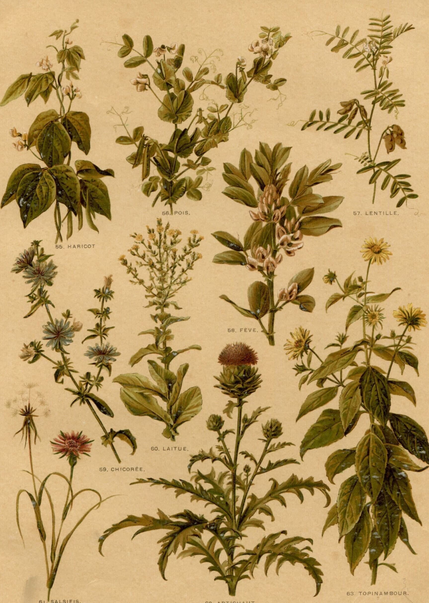 Antique Botanical Print - Plate VII from "Nos Fleurs" by Leclerc du Sablon