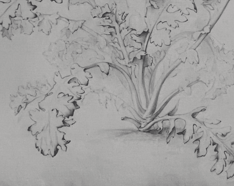 Antique Drawing Original Pencil 19th century Floral, Flowers 1850 Floral image 3
