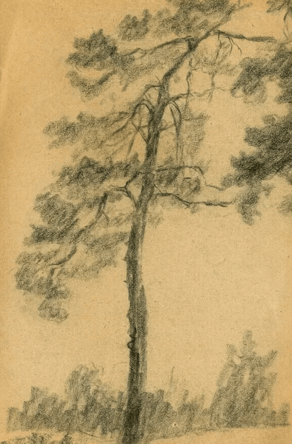 Vintage Pencil Original Drawing Tree, Vegetation, Landscape, Leaves Artwork