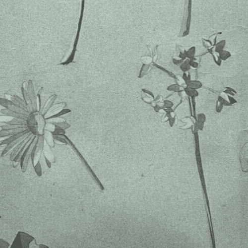 Antique Original Drawing Flowers, Floral, Still Life, Daisy image 6