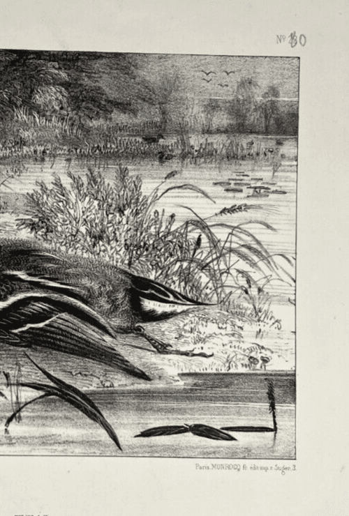 Antique Etching Original Newton FIELDING (1799-1856) Teal, Animal Bird, Duck image 4