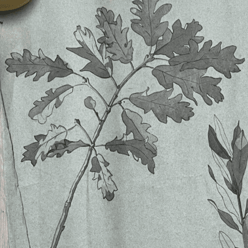 Antique Original Drawing Flowers, Floral, Still Life, Leaves image 3
