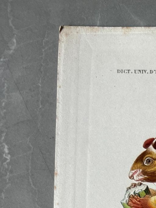 Antique Rodent Illustration - Squirrel & Hamster by Edouard TRAVIES (1809-1869) image 2