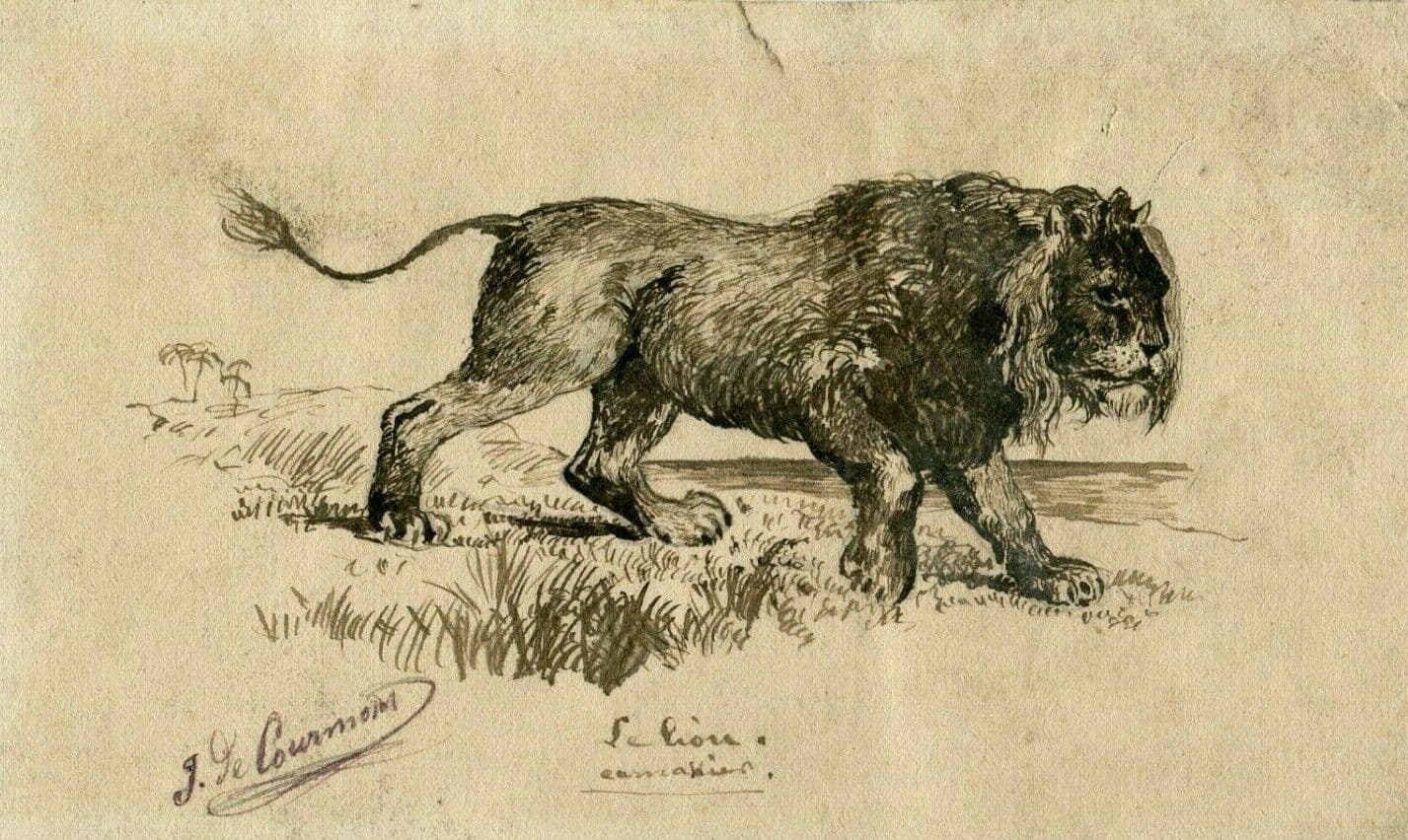 J. DE CAURMONT (XIX-XX) Lion Drawing