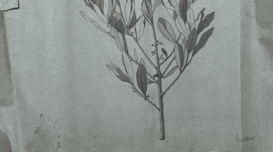 Antique Original Drawing Flowers, Floral, Still Life, Leaves image 5