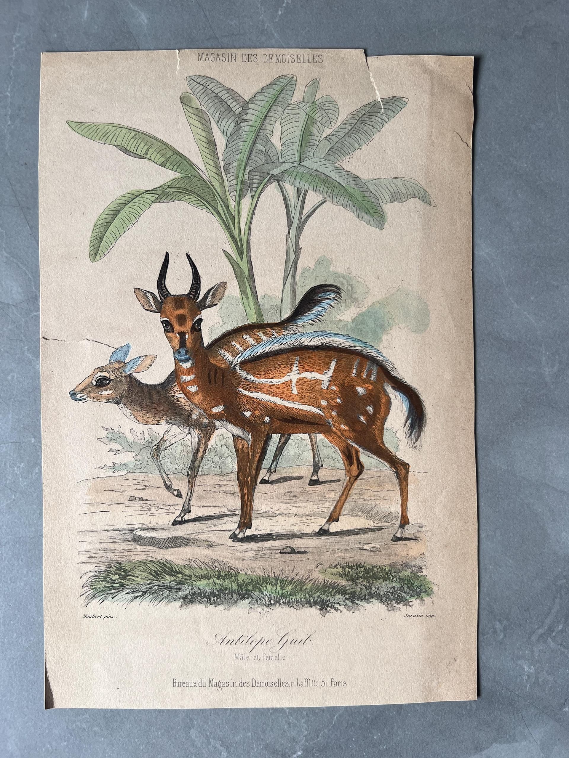 Antique Antelope Print, Guib and Male/Female Pair