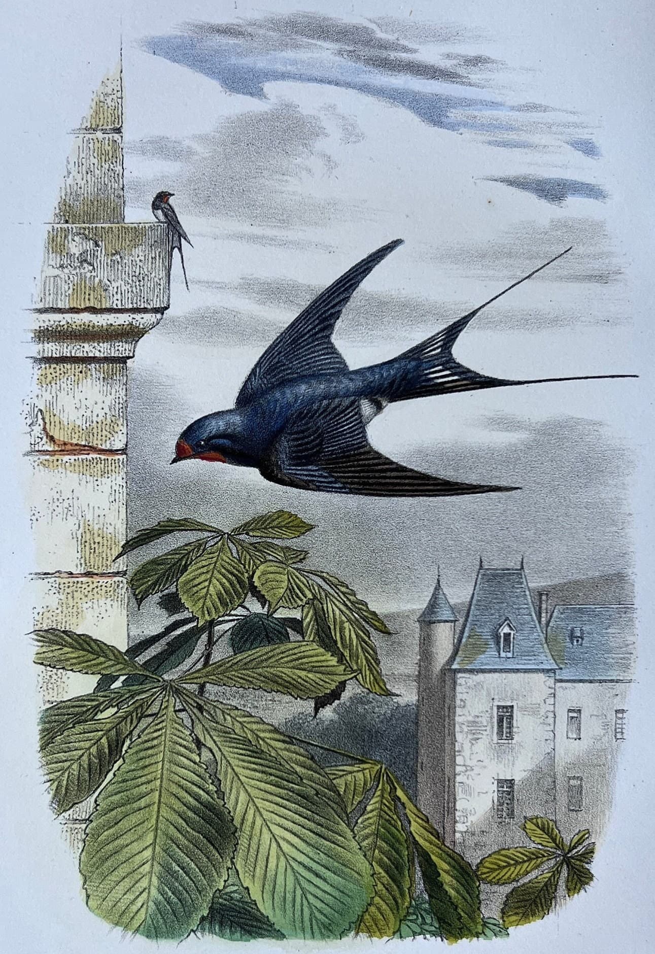 Antique Bird Illustration - "L'Hirondelle de Cheminée" 19th Century French