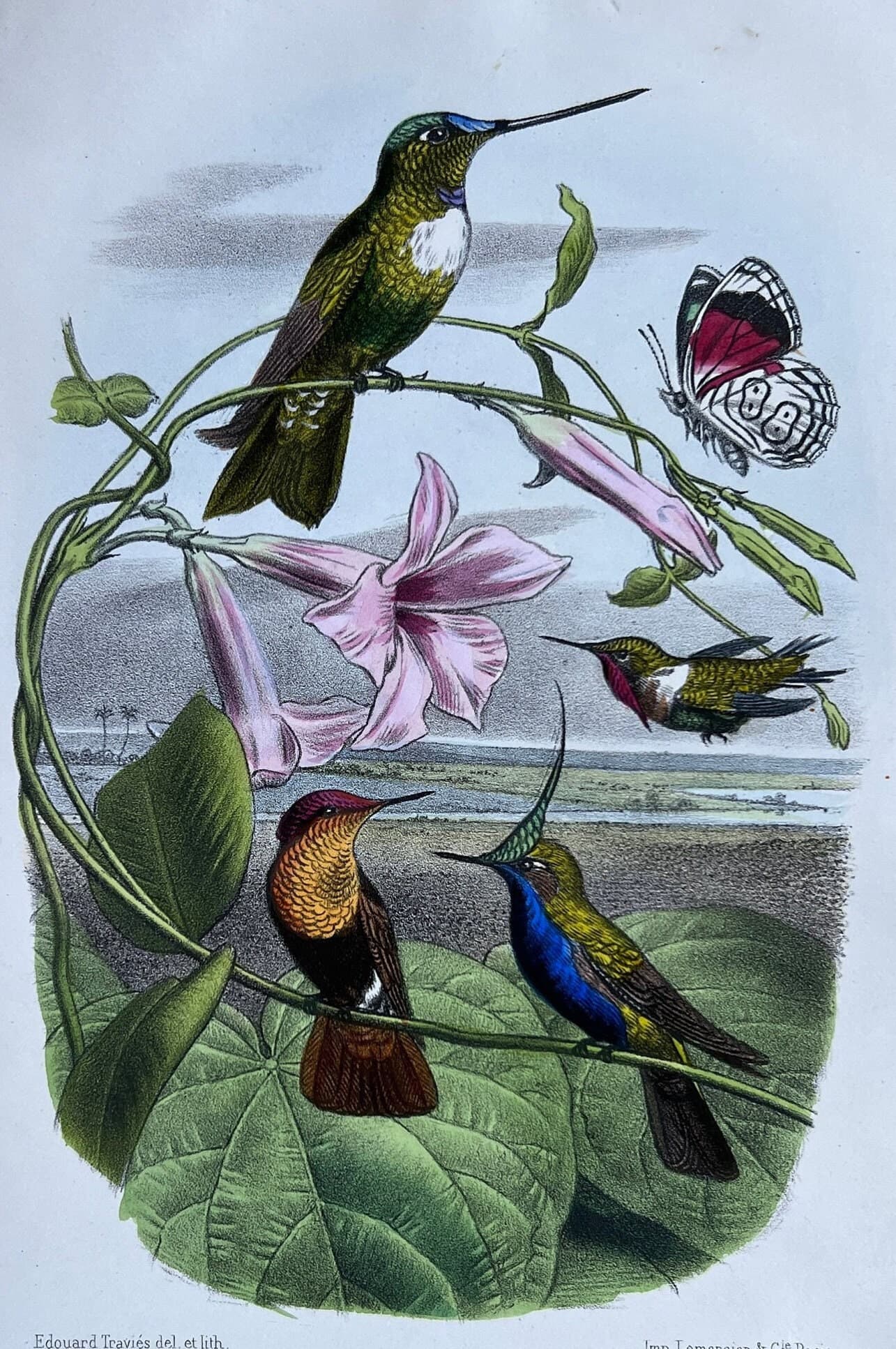 Antique Hummingbird Print - 19th Century Natural History Illustration by Edouard