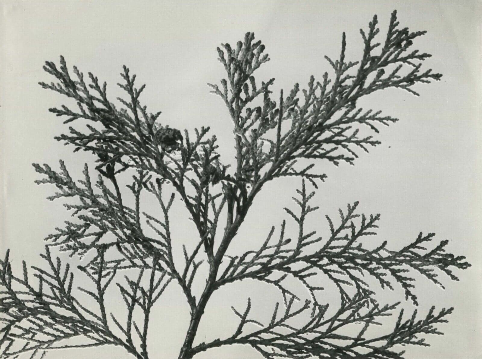 Vintage Photographs Pierre AURADON - Cedrus Leaf Study, Flowers c. 1940