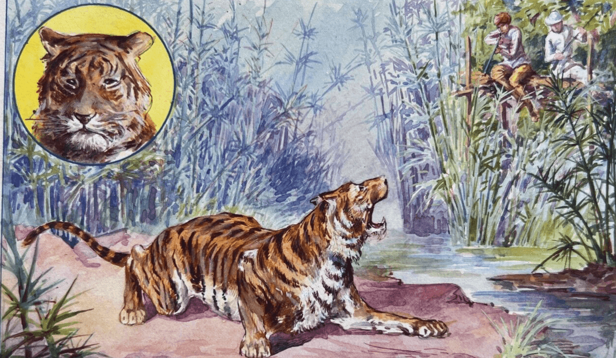 Drawing Illustration Tiger image 1