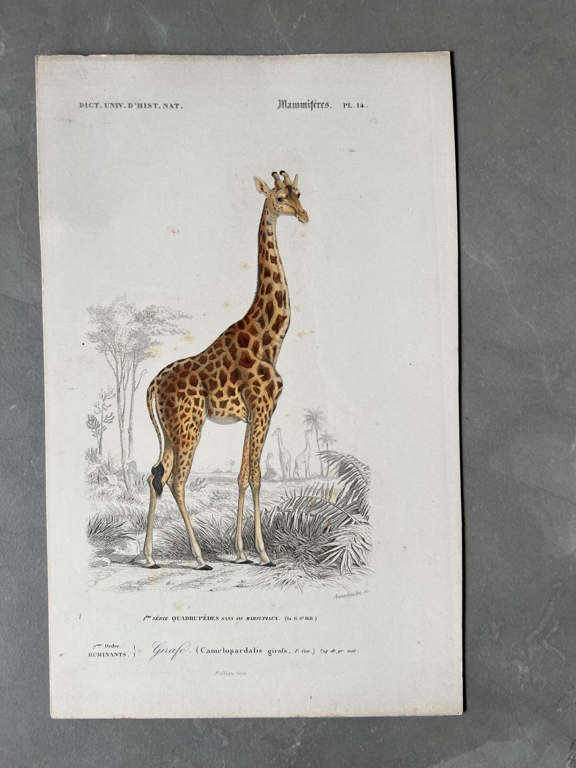 Antique Illustration Giraffe Engraving – 19th Century Natural History by Edouard